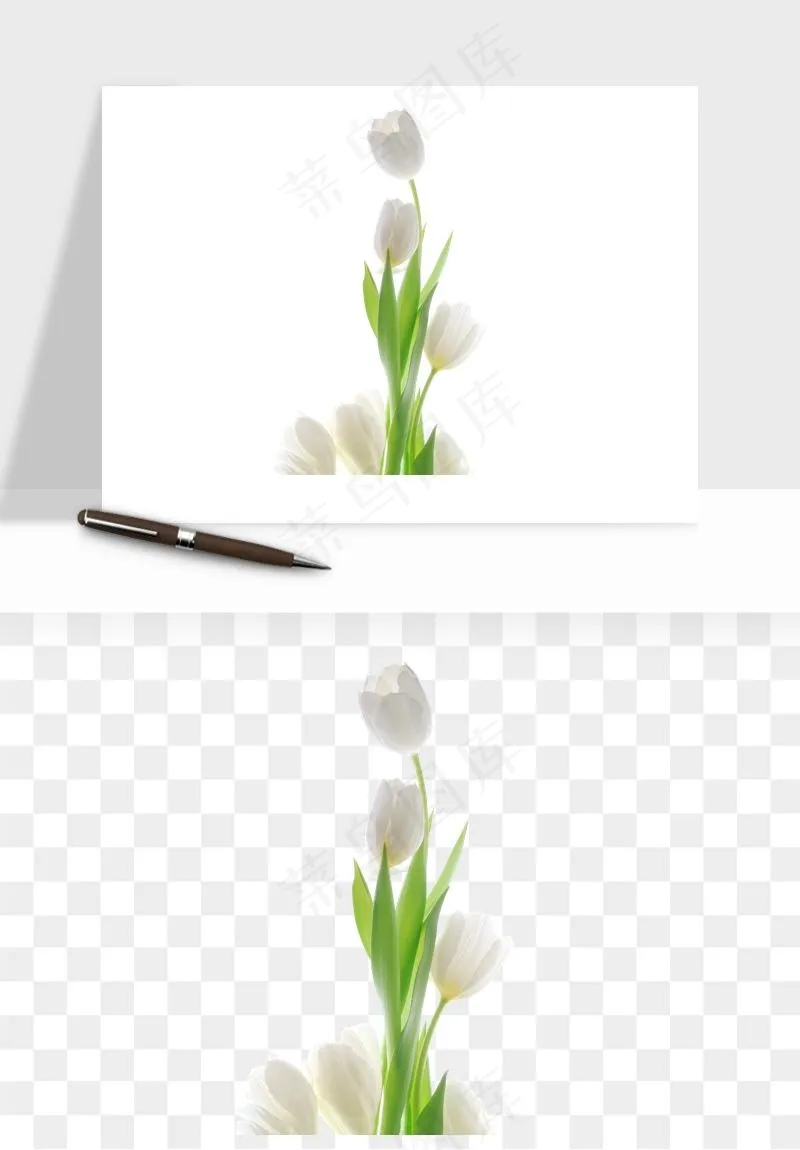 荷兰郁金香鲜花png免抠
