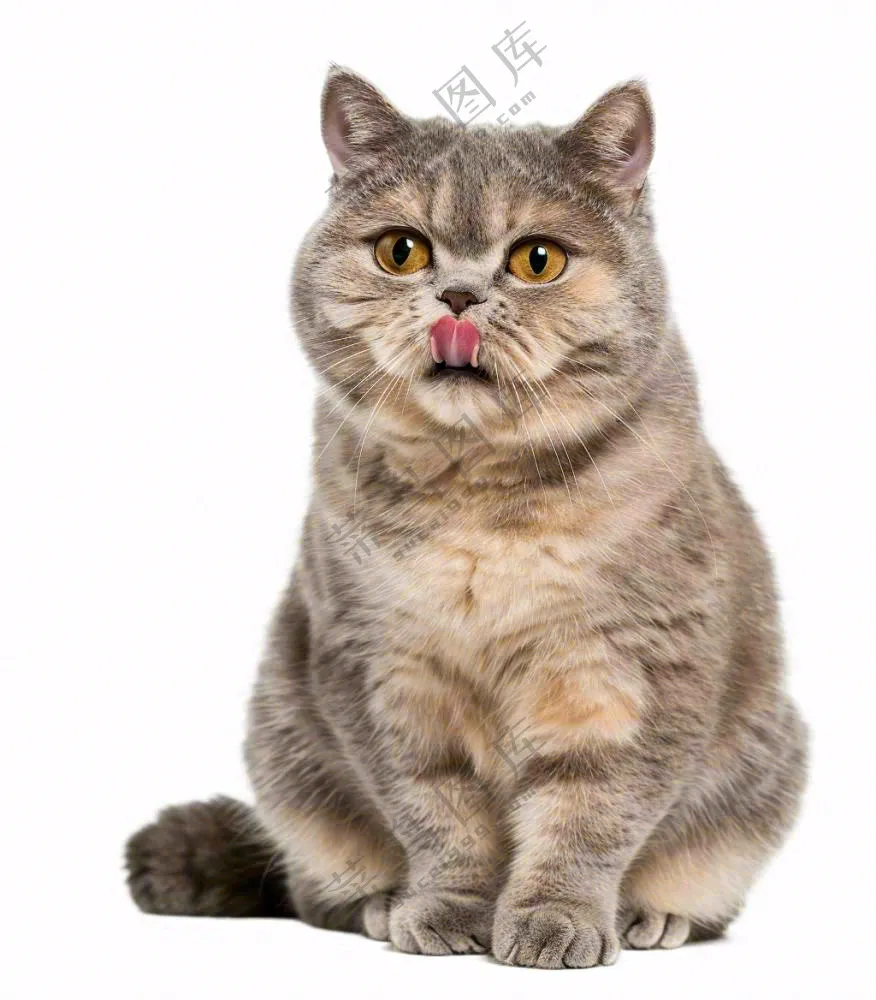 可爱小猫萌宠宠物动物免抠