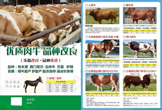 牛场宣传单生态黄牛牛海报