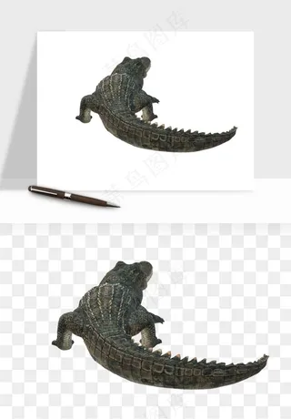 鳄鱼动物png免抠