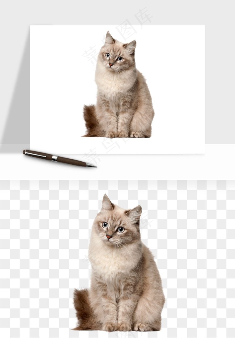 猫咪喵星人狗狗宠物元素png免抠