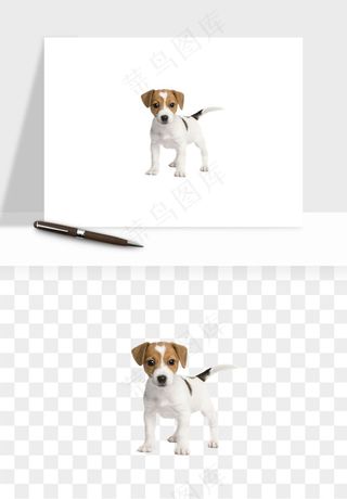 猫咪喵星人狗狗宠物元素png免抠