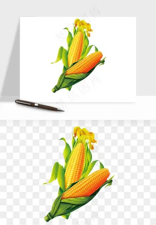 玉米带叶玉米png免抠