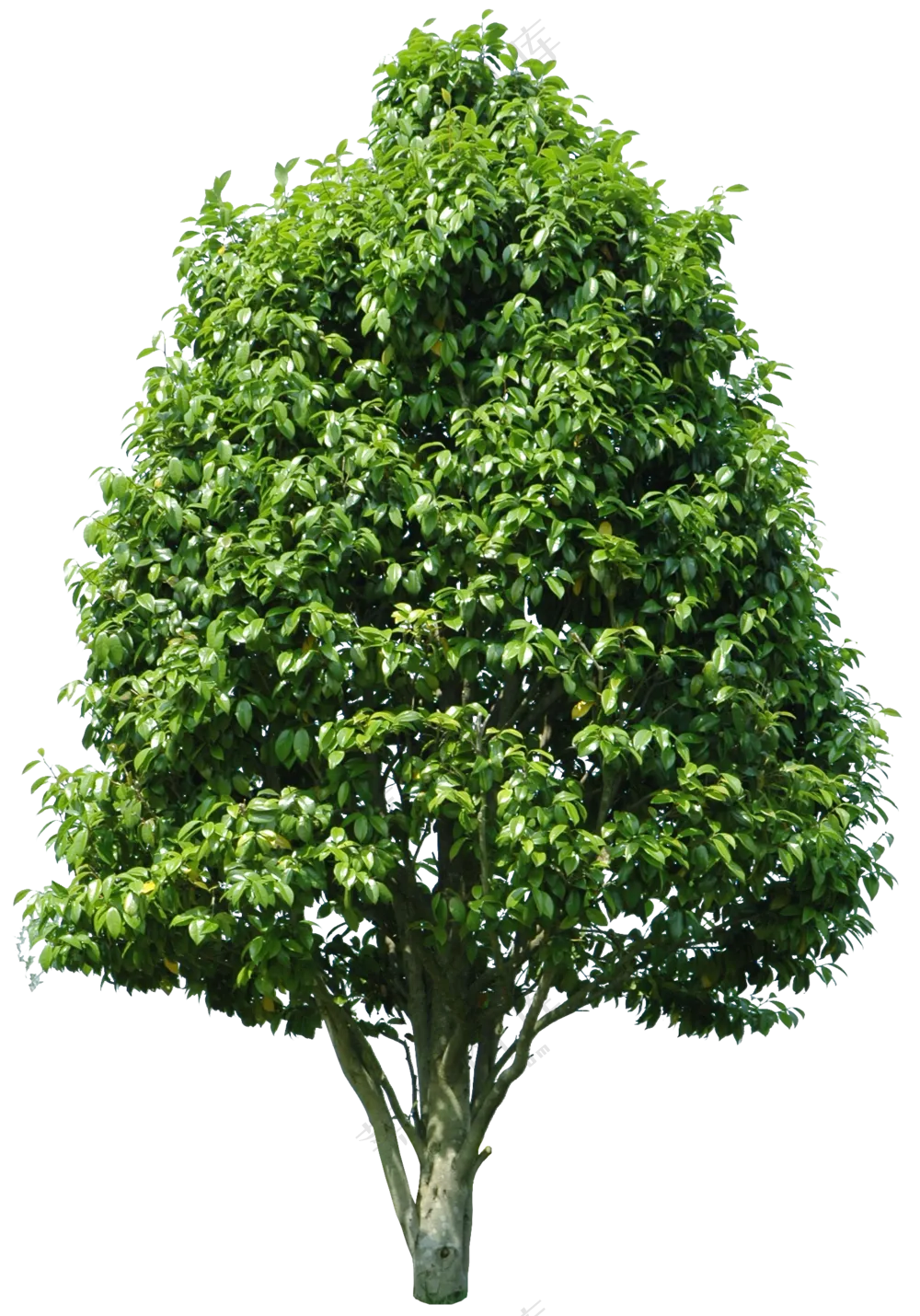 PNG免扣植物树木