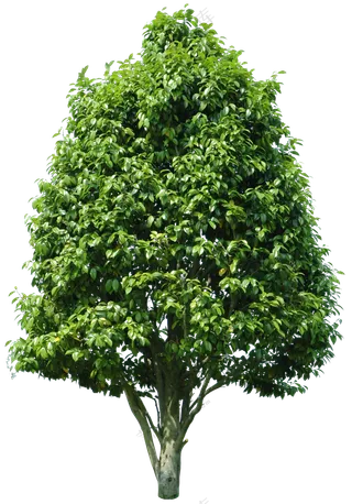 PNG免扣植物树木