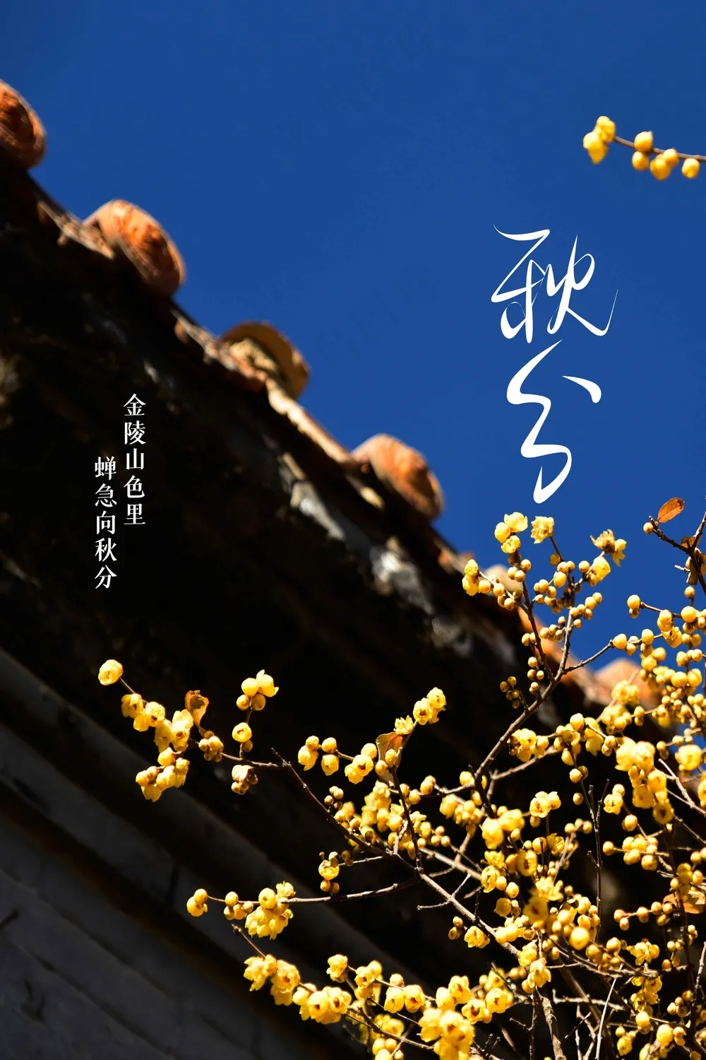 秋分节气传统活动海报