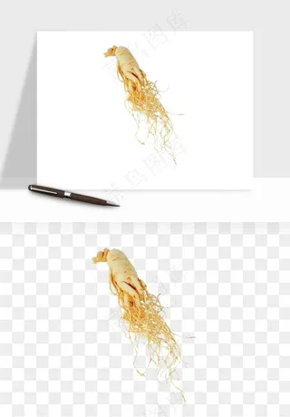 人参养生药材png免抠