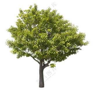 PNG免扣植物树木