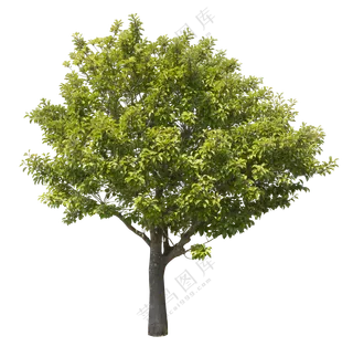 PNG免扣植物树木