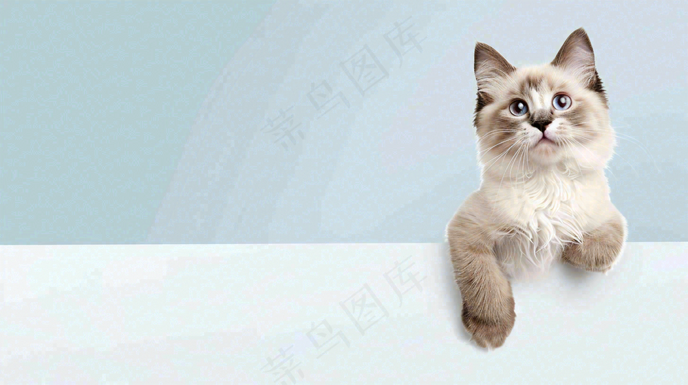 宠物医院猫狗生病救治摄影图