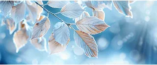 冬天植物上的白霜白雪寒冷霜降小寒摄影图