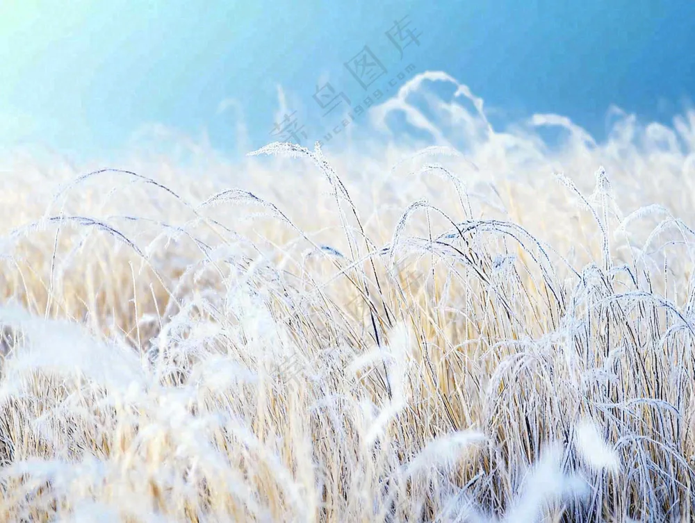 霜降白霜草地上的茅草芦苇摄影图