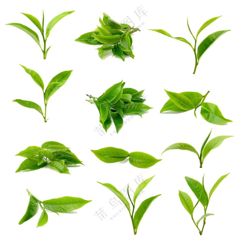 多种形态新鲜茶叶嫩芽免抠图片素材