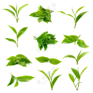 多种形态新鲜茶叶嫩芽免抠图片素材