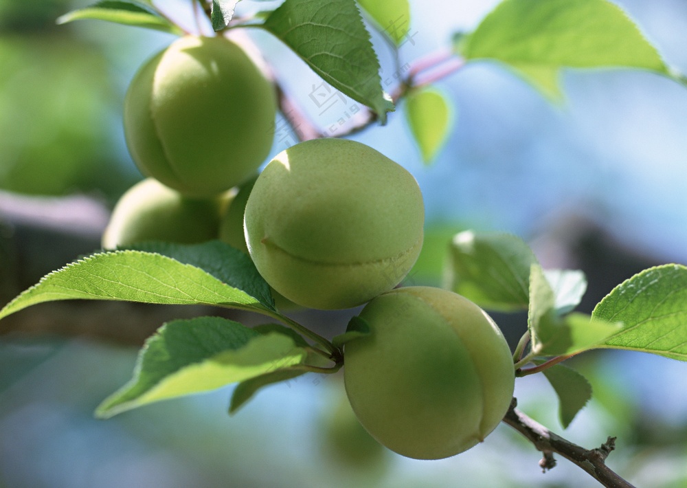 树枝上的桃子 (9)