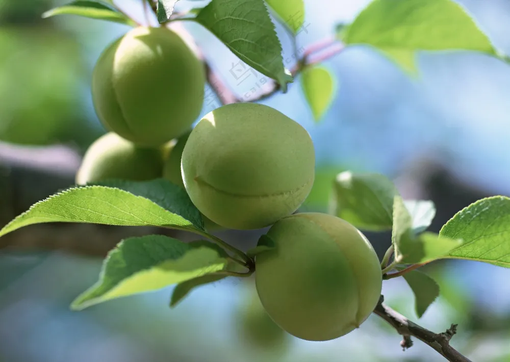 树枝上的桃子 (9)