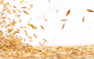 世界粮食日谷物米饭稻谷小麦摄影图