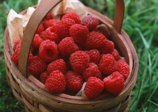 新鲜水果摄影图片 (63)