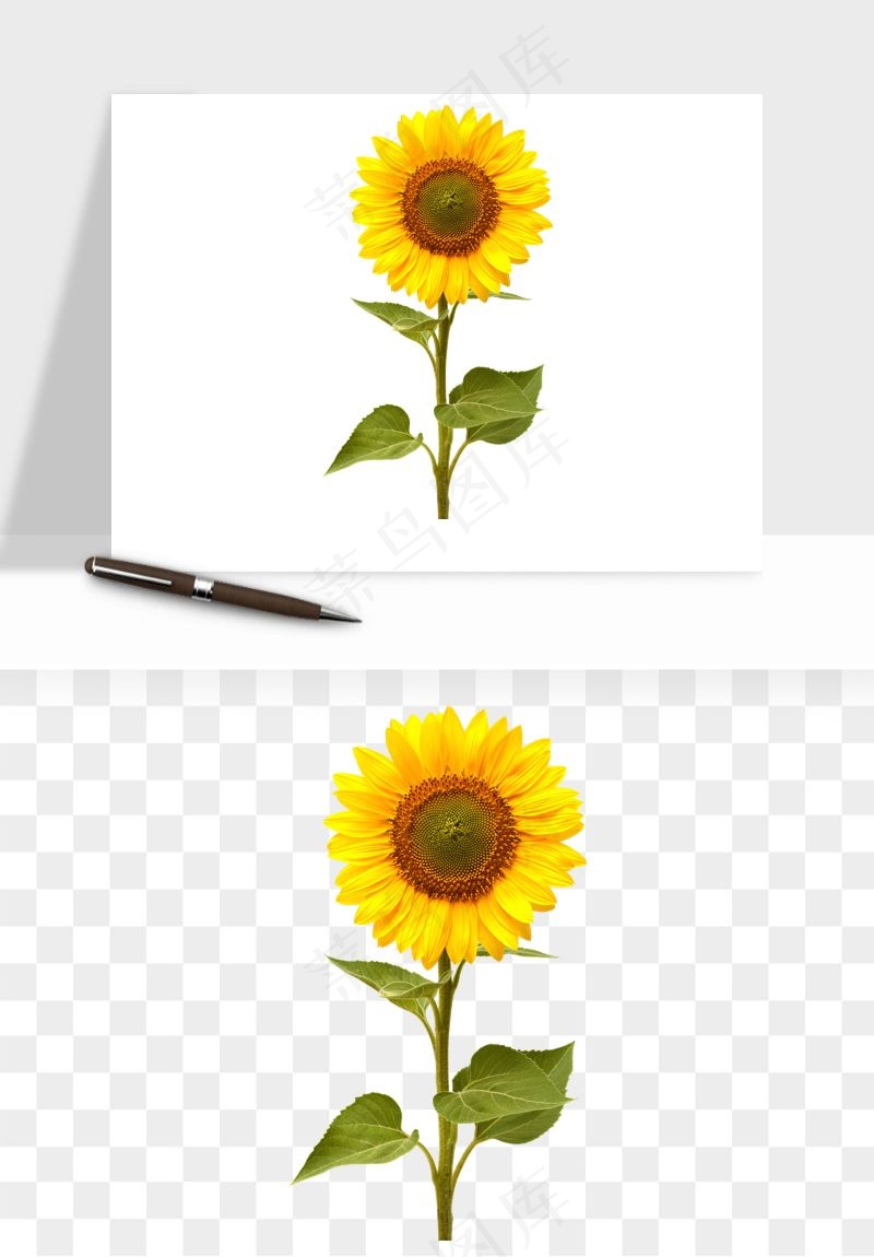 向日葵太阳花卉png免抠