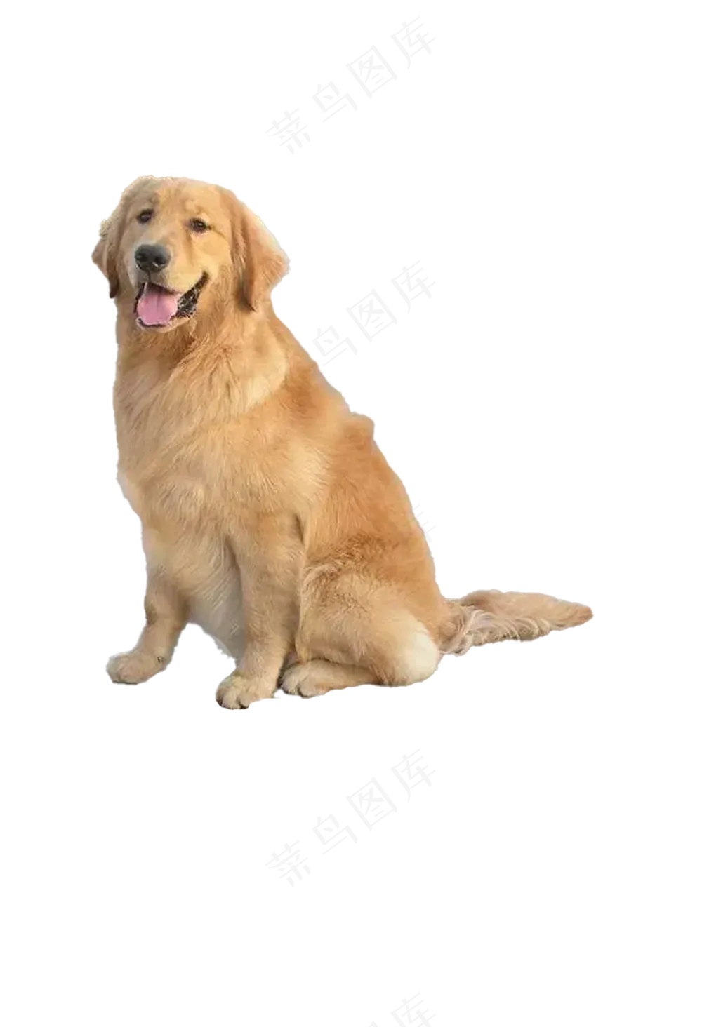 金毛免抠19