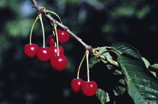 新鲜水果摄影图片 (22)