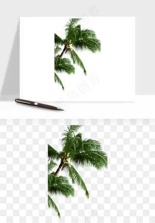 棕榈树椰树png免抠