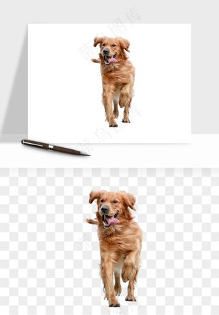 猫咪喵星人狗狗宠物元素png免抠