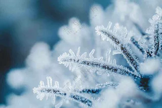 植物上的雾凇白霜霜降摄影图