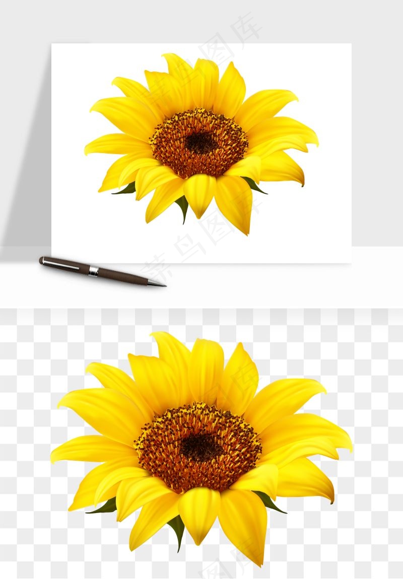向日葵太阳花卉png免抠