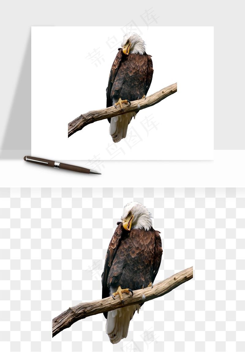老鹰雄鹰展翅png免抠