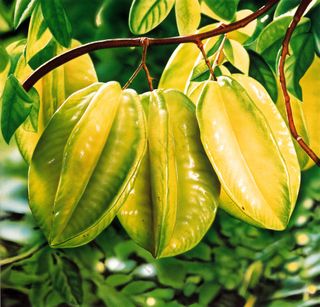 新鲜水果摄影图片 (20)