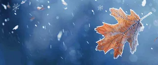 冬季大雪植物叶子上的雪花霜降小寒小雪大雪摄影图