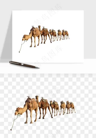 骆驼动物png免抠