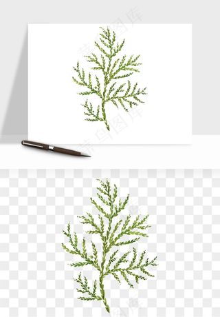 清新手绘植物png免抠