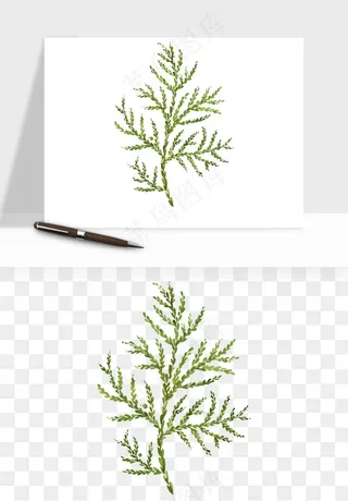 清新手绘植物png免抠