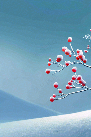 冬天雪山白霜红色果实覆盆子霜降寒露背景