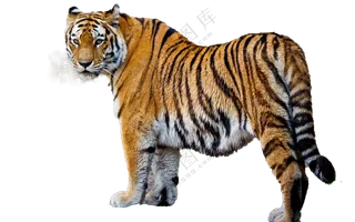  老虎免扣图片
