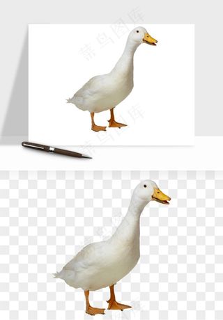 鸭子小鸭png免抠