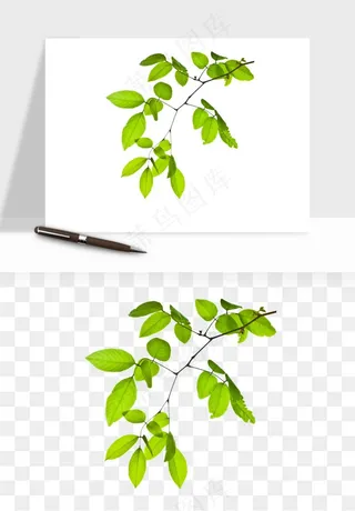 绿叶虚化前景树枝png免抠