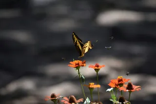 阳光下的橙色花海