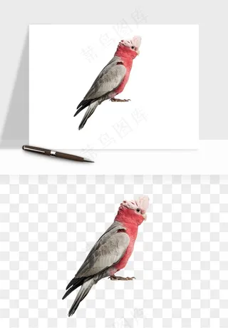 鹦鹉八哥鸟宠物png免抠