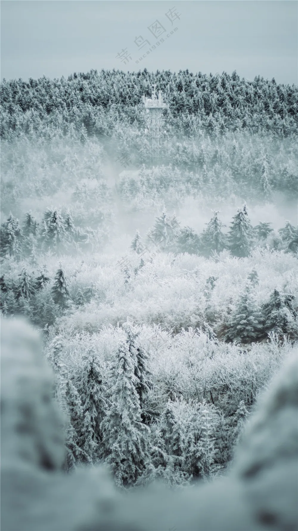 冬季唯美树林雪景图片