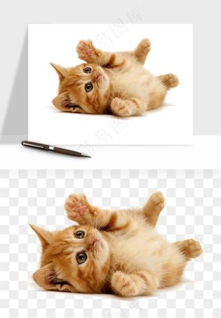 猫咪喵星人狗狗宠物元素png免抠
