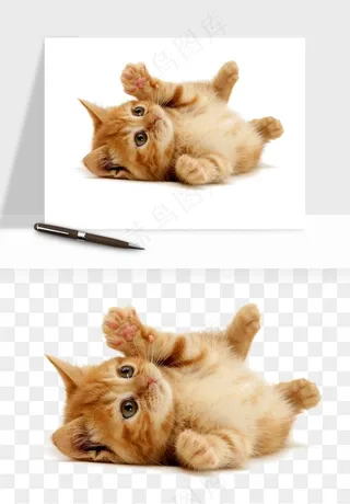 猫咪喵星人狗狗宠物元素png免抠