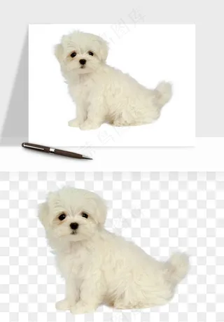 猫咪喵星人狗狗宠物元素png免抠