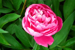 含苞待放牡丹花图片