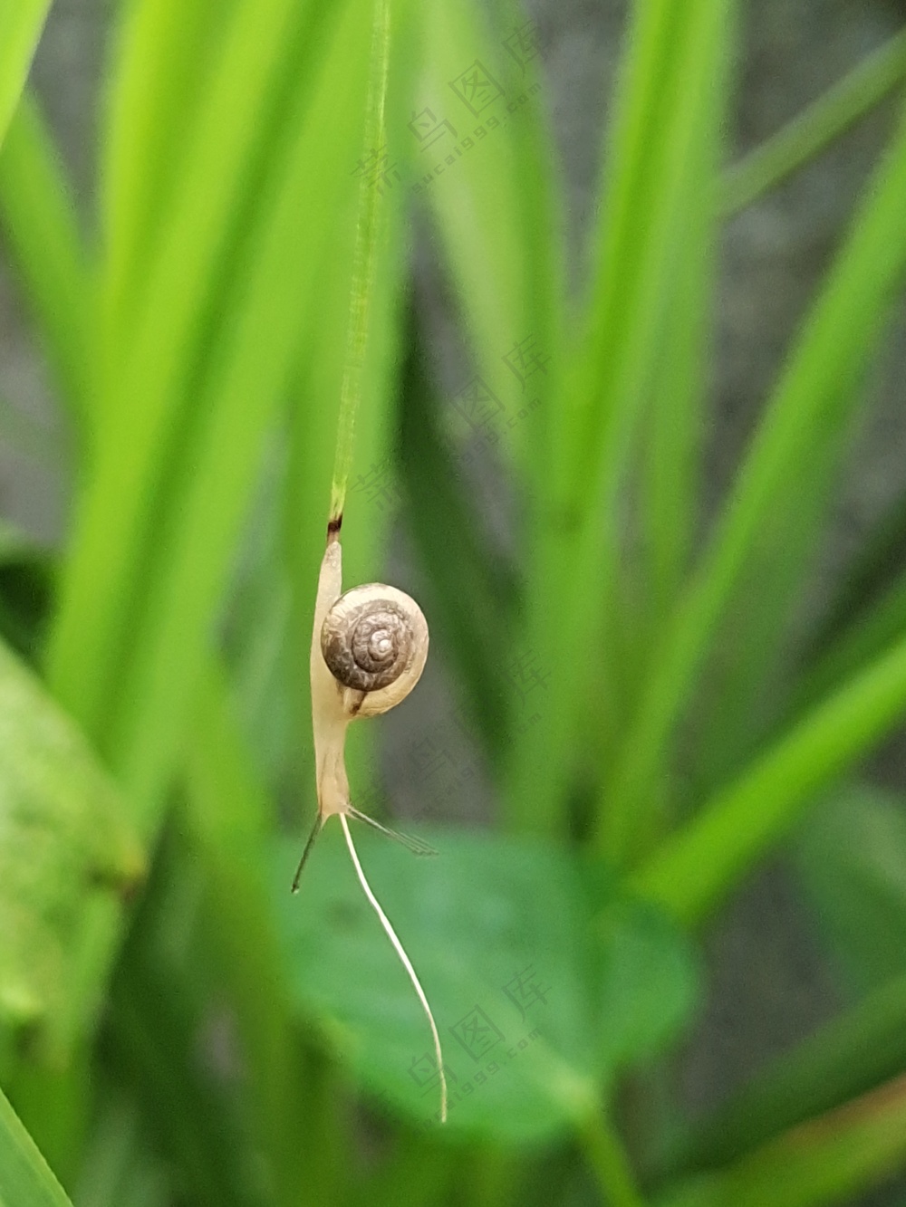 挂在枝上的小窝牛