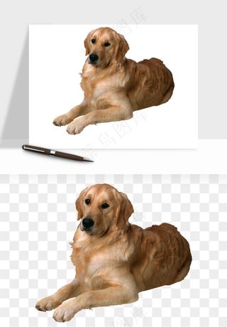 猫咪喵星人狗狗宠物元素png免抠