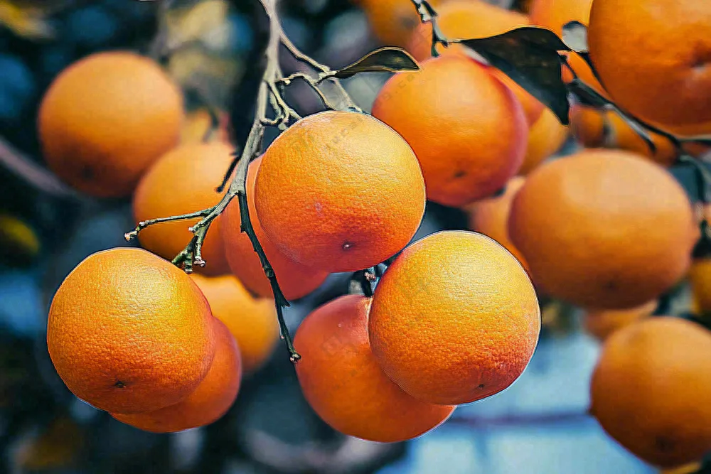 树枝上的橘子橙子高挂丰收成熟摄影图