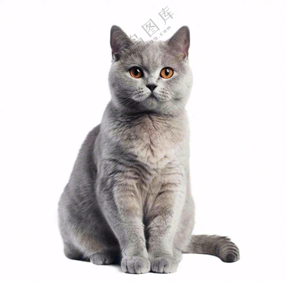 可爱小猫萌宠宠物动物免抠